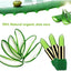Long Lasting Moisturizing Aloe Vera Lipstick Nutritious Lipbalm Lip Balm INbeauty Store