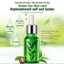 Anti Aging Green Tea Seed Hydrating Serum Serum Athene LQ Store 